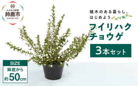 フイリハクチョウゲ 3本
