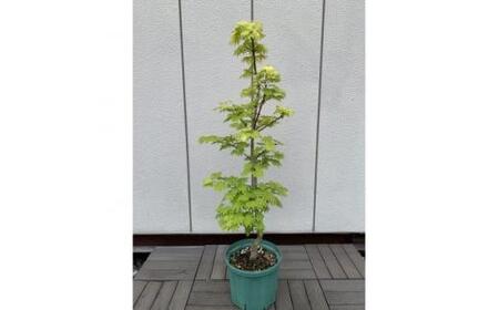 芽出しが特にきれいなモミジ! 黄金イタヤカエデ 〈プラス樹〉