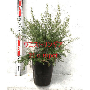 緑の力で地球を元気に！【ウエストリンギア】21cmポット 1本