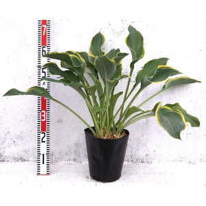 緑の力で地球を元気に![ギボウシ・リーガルスプレンダー]21cmポット 1本