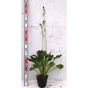 緑の力で地球を元気に！【ギボウシ】15cmポット 1本