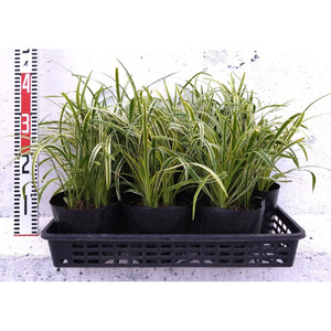 緑の力で地球を元気に！【フイリヤブラン】15cmポット 3本