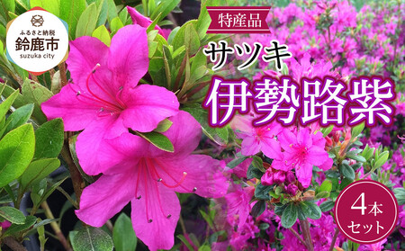 特産品 サツキ伊勢路紫 4本セット