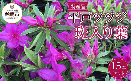 特産品 平戸ツツジ斑入り葉 15本セット