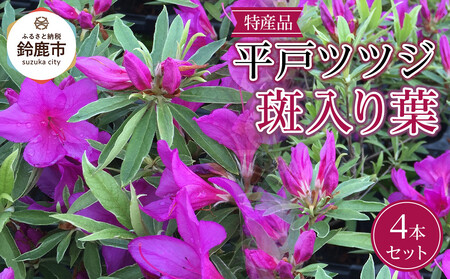 特産品 平戸ツツジ斑入り葉 4本セット