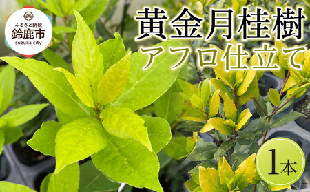 黄金月桂樹 アフロ仕立て