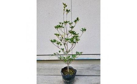 ドウダンツツジ 樹高約40〜50cm 15cmポット取扱説明書付き