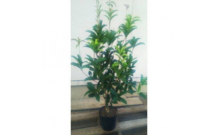 四季咲き木犀(モクセイ)樹高約1m 取扱説明書付き