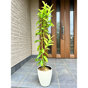 [2026年5月中旬頃発送]レモンの木(璃の香)りのか 7号鉢カバー(ガーデニング用)