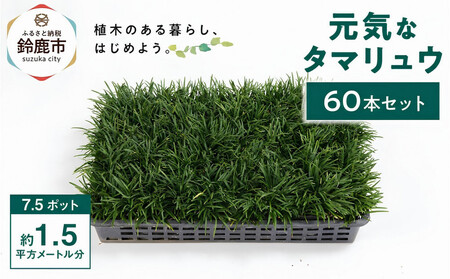 【産地直送】元気なタマリュウ(7.5pot)60本セット[約1.5平方メートル分]