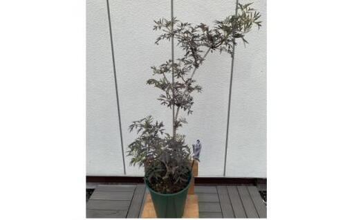 人気品種 西洋ニワトコサンブカス ブラックレース 7号 [プラス樹]