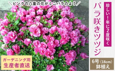 珍しい!年に2度咲くバラ咲きツツジ6号(18cm)鉢植え (ガーデニング用)