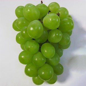 大粒白ブドウ　ロザリオ ビアンコ　の苗　(庭木・果樹)【1080194】