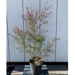 レプトスペルマム カッパーグロー 銅葉が渋い 樹高約60cm 〈プラス樹