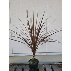 幸福の木♪ ドラセナ コルジリネ レッドスター 樹高約80cm～1m 取扱