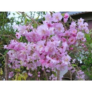 濃いピンク花の綺麗な枝垂れ桜　仙台しだれ桜　(庭木・果樹)【1102997】