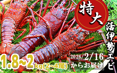 特大活伊勢エビ1.8kg～2kg（2～4尾）（2026/2/16〜4月20日までお届け）100セット限定 MG-10