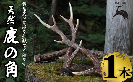 �V�R�̎��p �P�{�b���̊p ���R�f�� �V�R ������� �C���e���A �����^���n���K�[ ���O�b�Y �ɂ��œK �T�X�e�i�u�� SDGs �H�|�i ��f�� ���h�� �� �V�J ���� �p ���h�W�r�G YZ-10