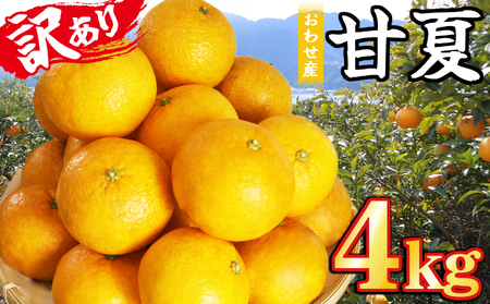 おわせの甘夏 [訳あり] 4kg 木成り完熟甘夏 甘夏 蜜柑 果物 みかん 雨の恵み 国産 三重 尾鷲 柑橘 特産品 AI-6