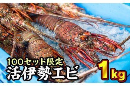 活伊勢エビ ＜ 生 ＞ 約1kg（２～４尾） 天然 伊勢海老 イセエビ 伊勢エビ 伊勢えび いせえび エビ えび 海老 刺身 豪華 お造り 《10月12日～4月期間限定出荷：先行予約も可（到着日時指定必須商品）》ebi　HA-56