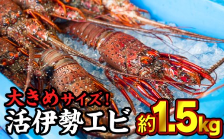 活伊勢エビ  ＜ 生 ＞ 約1.5kg （２～５尾） 天然 活き 活イセエビ  伊勢エビ 伊勢海老 伊勢えび いせえび イセエビ エビ えび 海老 刺身 豪華 イセエビ お造り 《10月12日～4月期間限定出荷：先行予約も可（到着日時指定必須商品）》　HA-63