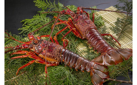 伊勢エビセット 約1.2kg 2尾 9月末までにお届け分 限定 50セット