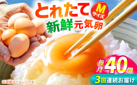 [3回定期便]元気卵 120個(40個×3回)/鶏卵 鶏卵 鶏卵鶏卵鶏卵 [AMBH005]