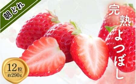 完熟朝どれいちご(よつぼし)[kmng0031]