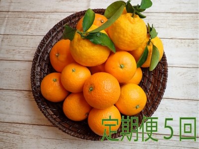 ③自然塾　季節の柑橘詰合せ【定期便５回】