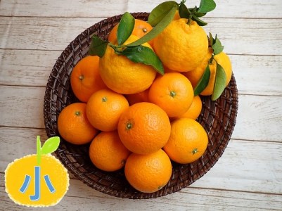 ⑥自然塾 季節の柑橘詰合せ 小[1回]