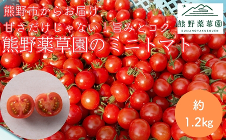 [先行受付 2024年12月以降配送] 熊野薬草園のミニトマト(1.2kg) トマト ミニトマト 熊野