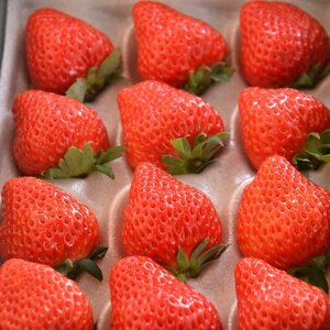 Δ_̃fJ܂䕁ugق؁vϔ 500g@yzsnFEkCEꌧzy1211076z