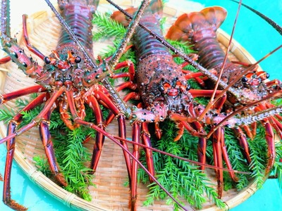 伊勢海老 3尾 1kg / 天然 志摩産 伊勢エビ 海老 エビ 人気 刺身 刺し身 味噌汁 海鮮 魚介類 産地直送 贈答 お歳暮 お祝い プレゼント 三重県 伊勢 志摩 50000円 5万円 五万円エビ 伊勢海老 