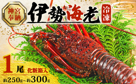 [年内配送・化粧箱入] 伊勢海老 250g 〜 300g × 1尾 冷凍 伊勢海老 イセエビ イセ海老