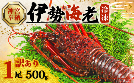 [年内配送・ダンボール入] 訳あり 伊勢海老 500g × 1尾 冷凍 伊勢海老 イセエビ イセ海老