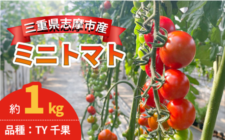 ミニトマト 1kg 国産 野菜 [ミニトマト]