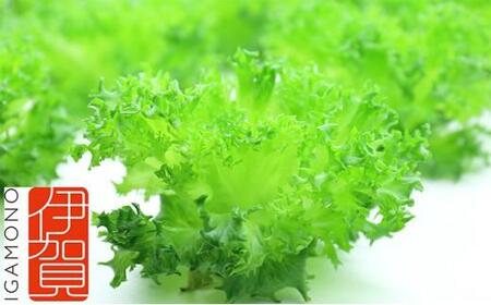 Leaf Mie(完全人工光型植物工場レタス)
