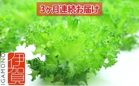 Leaf Mie(完全人工光型植物工場レタス)約80g×25個 3ヶ月連続お届け
