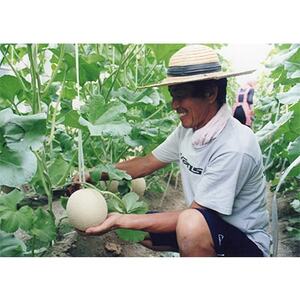 ؑ]Y}XN@2(11.5kgȏ)@ߘa8N623甭y1259089z