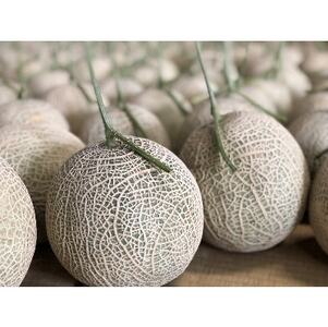 �ؑ]���Y�������u���u�R�[���v3�`4�ʃZ�b�g�@�ߘa8�N7��5����蔭���y1259101�z