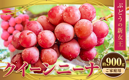 ぶどう[先行予約]クイーンニーナ 約900g 株式会社シグマサポート[9月中旬-11月上旬頃出荷]ぶどうぶどう