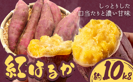 【先行予約】さつまいも 紅はるか 約10kg 株式会社シグマサポート《2026年10月中旬-12月中旬頃出荷予定(土日祝除く)》さつまいも