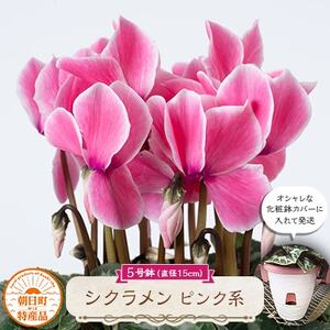 過去に農林水産大臣賞等複数受賞…シクラメン ピンク系色 5号鉢(直径15cm)底面給水鉢[配送不可地域:離島・北海道・沖縄県]