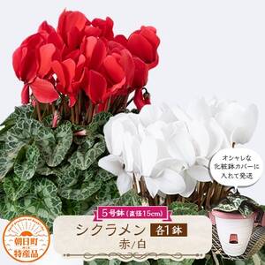 過去に農林水産大臣賞等複数受賞…シクラメン 赤色+白色5号鉢(直径15cm)×2鉢セット、底面給水鉢[配送不可地域:離島・北海道・沖縄県]