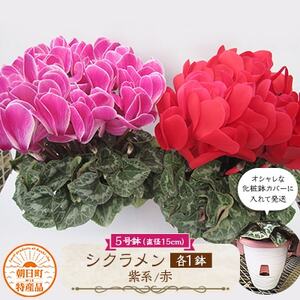 過去に農林水産大臣賞等複数受賞…シクラメン 赤色+紫系5号鉢(直径15cm)×2鉢セット、底面給水鉢[配送不可地域:離島・北海道・沖縄県]