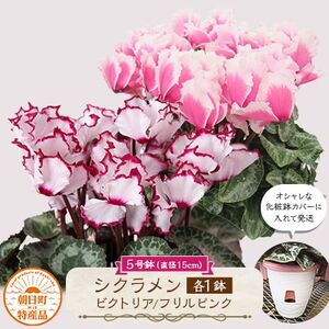 過去に農林水産大臣賞等複数受賞…シクラメン ビクトリア+フリルピンク5号鉢(15cm)×2鉢底面給水[配送不可地域:離島・北海道・沖縄県]