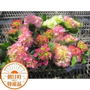 あじさい詰め合わせ4号鉢×11鉢入(5～6品種)【配送不可地域：離島・北海道・沖縄県】【1217223】