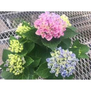 あじさい ハイドランジア(マジカルレボリューション)6号鉢(直径18cm)× 1鉢[配送不可地域:離島・北海道・沖縄県]