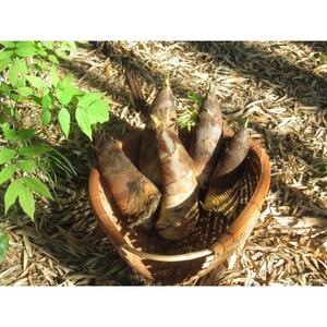 �������̗��R����͂��@���@�肽���̂��@3kg�y�z���s�n��F�����z�y1694765�z