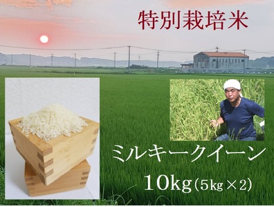 【４月発送】特別栽培米 ミルキークイーン 10㎏ | 安心 精米 もちもちした食感 こだわりの農法　TC‐0404